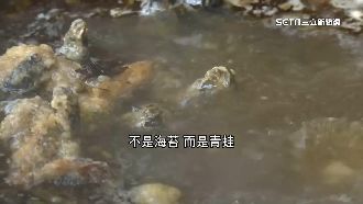 獨／青蛙湯好恐怖？揭北港巷內「好味道」