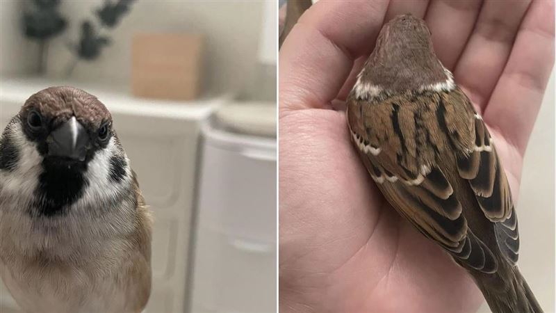 女飼主祭紅包急尋愛鳥　正面照曝網全傻眼