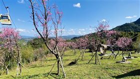 櫻花綻放指南風景區。(圖/北市府提供)