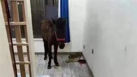 租客在房子內養馬。（圖／翻攝自微博）
