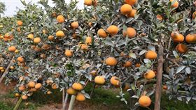 茂谷柑（台南區農業改良場提供）