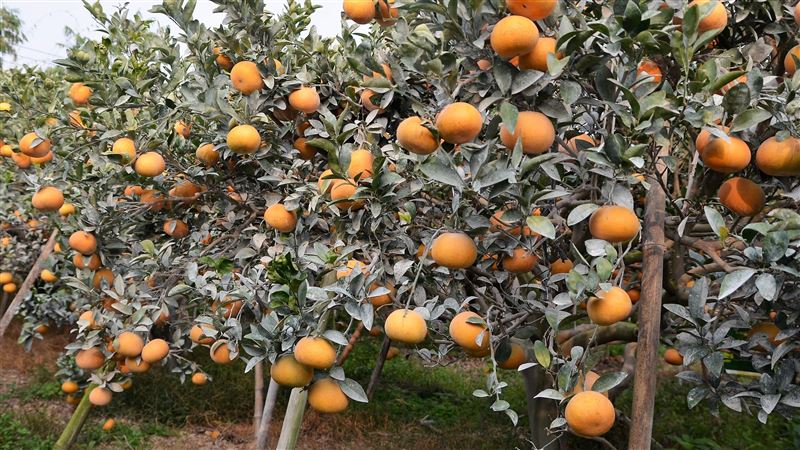 1千斤茂谷柑被盜剪 法官1理由判竊嫌無罪