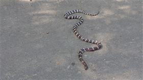 雨傘節，彰化，貓羅溪，園鄉舊社、竹林村，自行車道，眼鏡蛇出沒(圖／陳姓民眾提供)