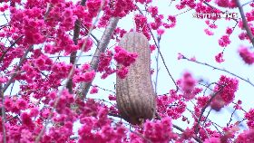 櫻花長菜瓜1200