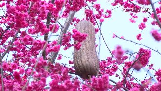 另類奇景！員林櫻花樹長出4顆「大菜瓜」