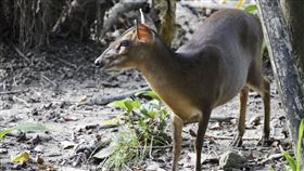 山羌(台北市立動物園)