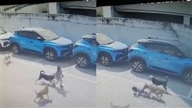 殘忍畫面曝光！數隻流浪狗圍攻4歲男童　下秒遭狂咬慘死 圖／翻攝自推特