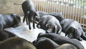 ▲ 非洲豬瘟 飼料豬 黑毛豬 飼養 養豬場 （圖／農委會提供） 
