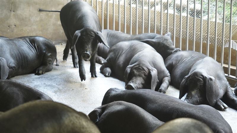 梅花肉「易冒肉瘤」要少吃？農委會發聲了