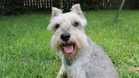 雪納瑞,寵物,狗,姑姑,姑丈,主人