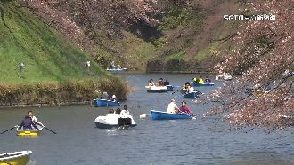 台北旅展強勢回歸　民眾瘋遊日本賞櫻去