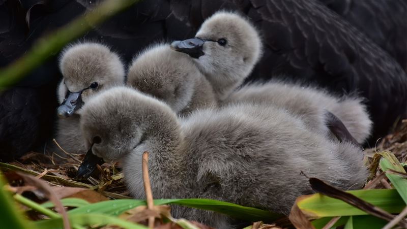 秋紅谷4隻黑天鵝寶寶消失 痛心真相曝光