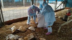 彰化縣防堵禽流感，完成二林鎮土雞場撲殺清場消毒工作(彰化縣動物防疫所提供)