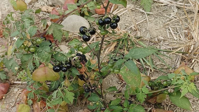 路邊見「神秘藍莓」 千人認證:小時候超愛