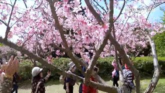 賞櫻限定美食攤！草山住民端台味