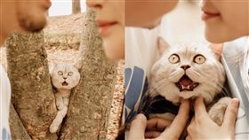 泰國攝影師分享，新人帶愛貓拍婚紗照。（圖／翻攝自คนตัวเล็ก 臉書）