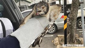 蜂鷹,幼鳥,翅膀,拔除,羽毛,獸醫(記者 王浩原 攝影)