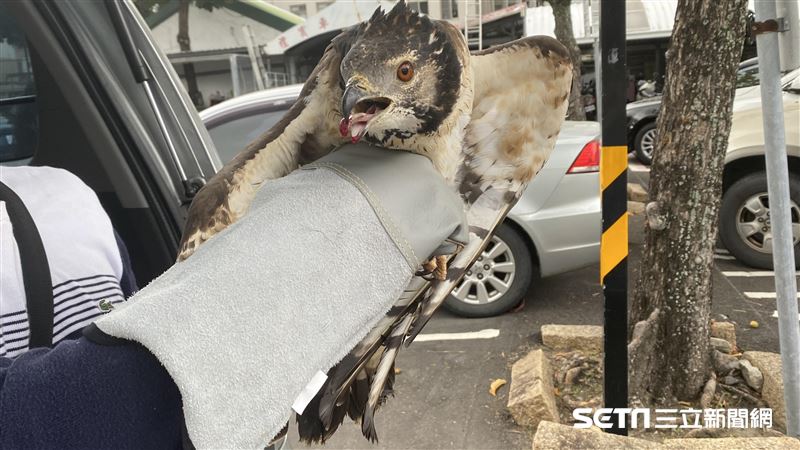 連救2隻蜂鷹幼鳥「飛羽遭拔除」獸醫痛心