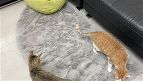 網友分享從好市多購買的地毯。（圖／翻攝自Costco好市多商品經驗老實說）