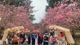 九族賞櫻遊客爆滿　文化路夜市名店全排爆