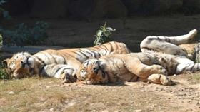 新竹動物園將老虎來福安樂死。（圖／翻攝自新竹動物園官網）