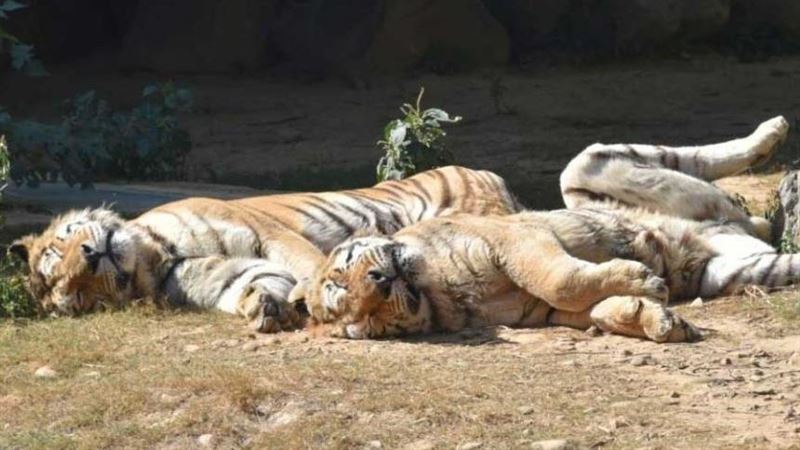 新竹動物園老虎來福病重！園方忍痛安樂死