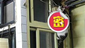 動保處救援「卡扇貓」(台北市動保處)