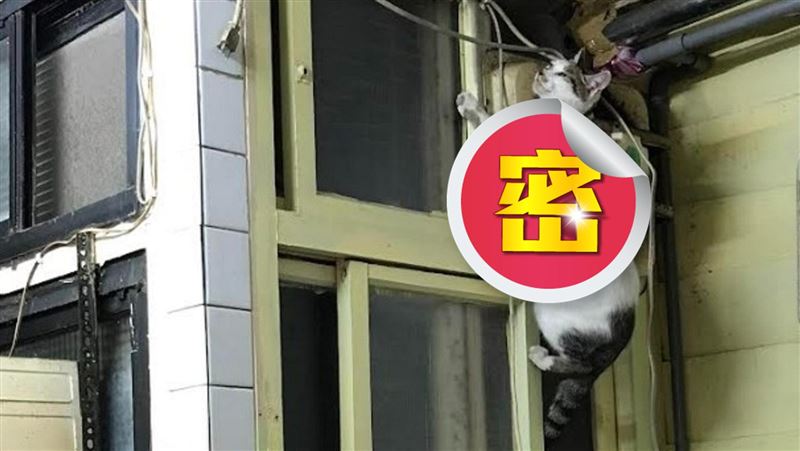 扯！動保處救援「卡扇貓」：怎麼上去的？