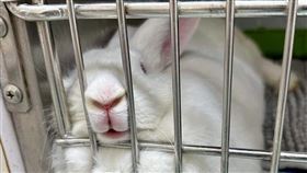 八隻參與研究功成身退的紐西蘭大白兔準備送養。（圖／翻攝臉書粉專台大特殊寵物及野生動物醫學研究室）