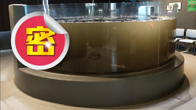 「烏賊吐汁」水族館道歉！魟魚求救笑瘋網
