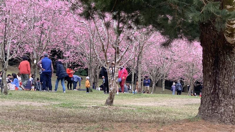 可好好賞櫻了！收假日「九族遊客少一半」
