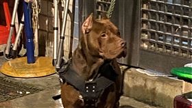 比特犬繫繩養在門口未戴嘴套遭罰比特犬屬於攻擊性犬隻，飼主將狗養在家門口，雖有繫繩卻未戴上嘴套，仍會遭罰。（新北市動保處提供）中央社記者王鴻國傳真  112年3月1日