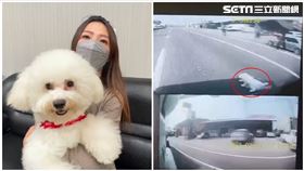 屏東,新園,比熊犬,寵物,保單,賠償