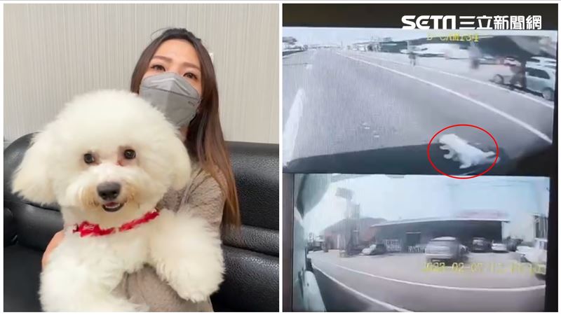 愛犬衝出害2車撞爛　正妹飼主1理由鬆口氣