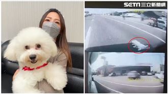 愛犬衝出害2車撞爛　正妹飼主1理由鬆口氣
