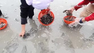 快來撿錢！宜蘭撿1公斤福壽螺可換現金