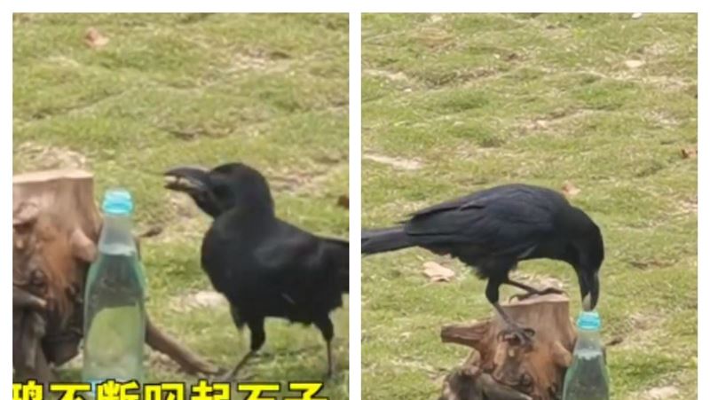 烏鴉喝水真實版！「奇葩1幕」讓眾人看呆