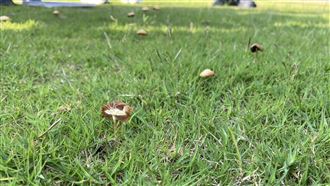 新竹棒球場,香菇,會勘（圖／翻攝自市議員林彥甫臉書）