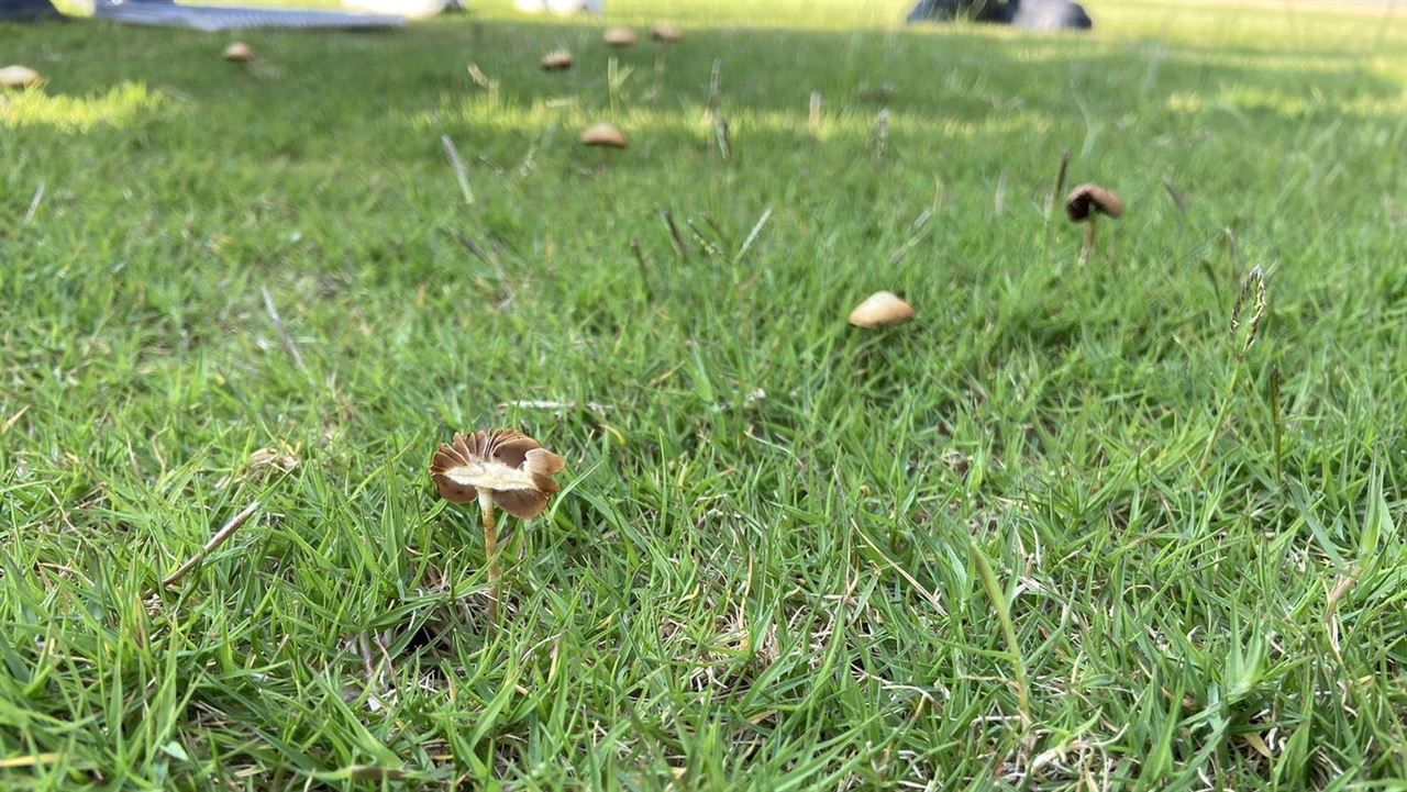 時力議員酸竹棒長香菇　王浩宇：見怪不怪