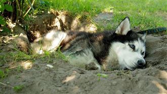 哈士奇（示意圖／翻攝自Pixabay）