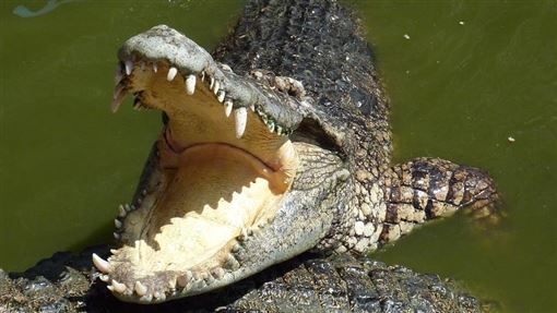 小象遭巨鱷猛攻！母象發狂踩爆驚天結局曝