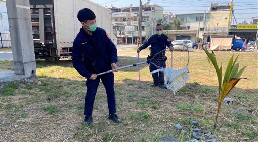 鴨子軍團逛大街　員警揮網捕捉累壞