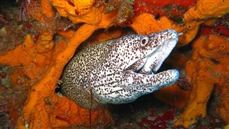 便祕,鰻魚,肛門,壞死,穿孔,波蘭,洪正達