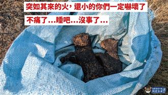 石虎豆棗的棲息地慘遭大火焚燒。（圖／翻攝自《石虎保育大使 阿虎加油》）