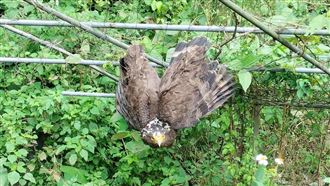 新北,大冠鷲,大鳥,急救援,動保處,金山,受困,絲瓜棚,野放