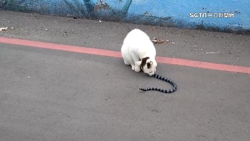 海岸邊上演「貓蛇大戰」　竟是牠占上風