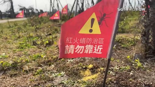 新竹風箏賽場紅火蟻現蹤　市府插紅旗示警