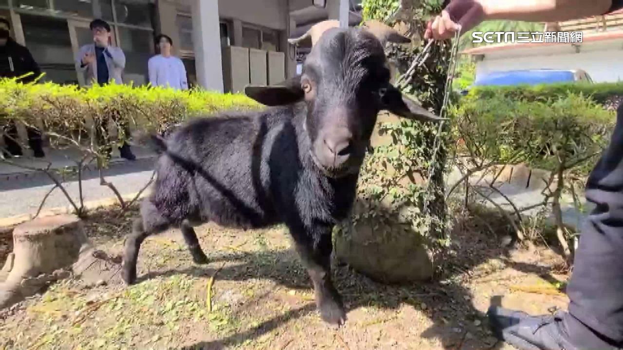 真的是順手牽羊！民生大盜偷羊偷草莓盆栽
