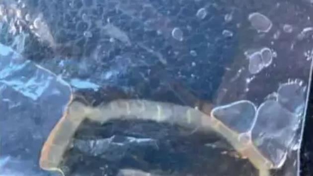 浴室撿到「半透明條蟲」急送驗!真相糗爆