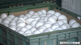雞蛋/蛋行(翻攝畫面)